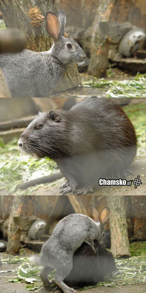 Prawdziwa miłość