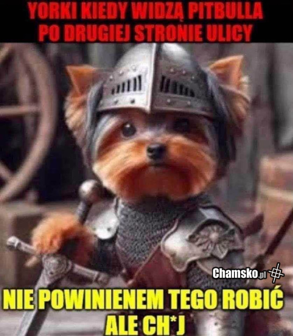 Małe głupie pieski