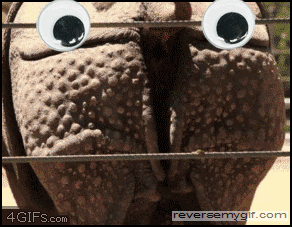 Omnomnomnom