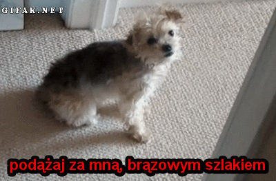 Za mną!