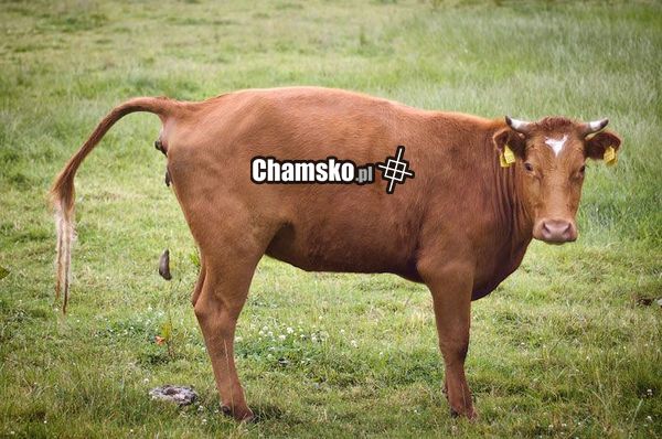 No i co się gapisz !?!