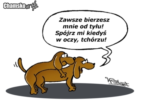 tchórz