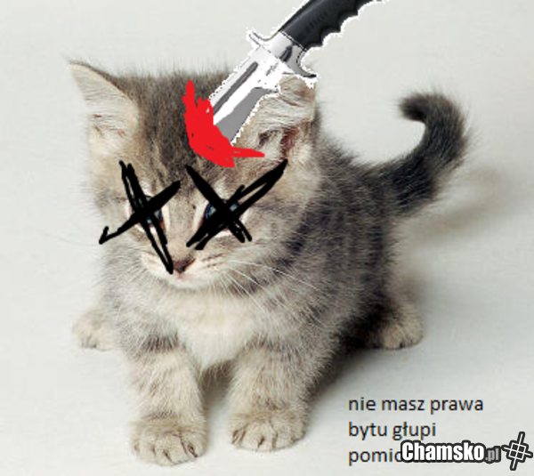 Kotyy To zło ; _;