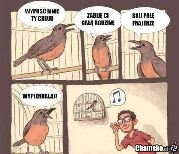 Ptaki