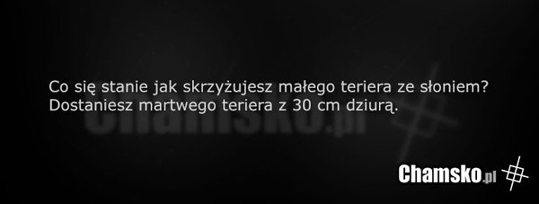 Krzyżówka zwierząt