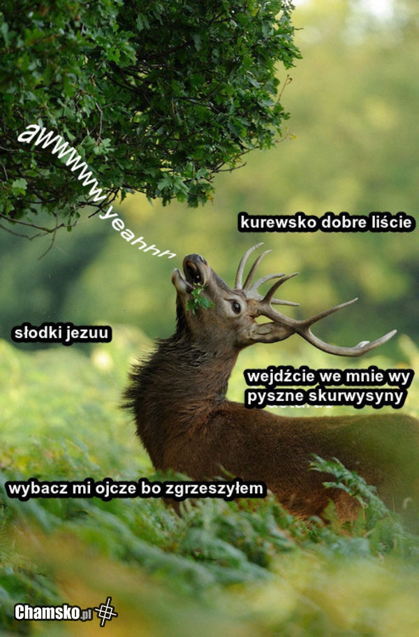 Najbardziej kretyńskie zdjęcie jakie widzieliście