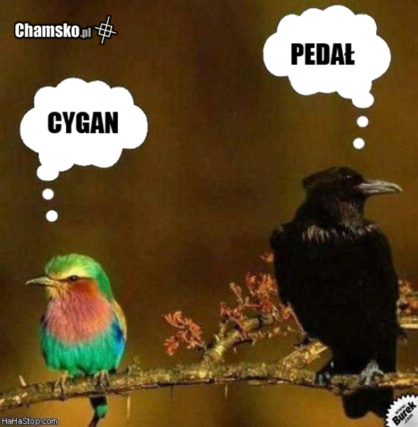 Ptaszki