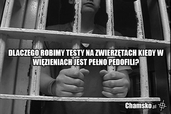 Testy na zwierzętach