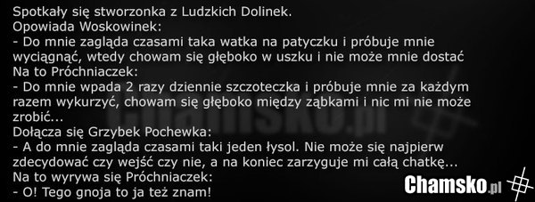 Dziwne stworzonka