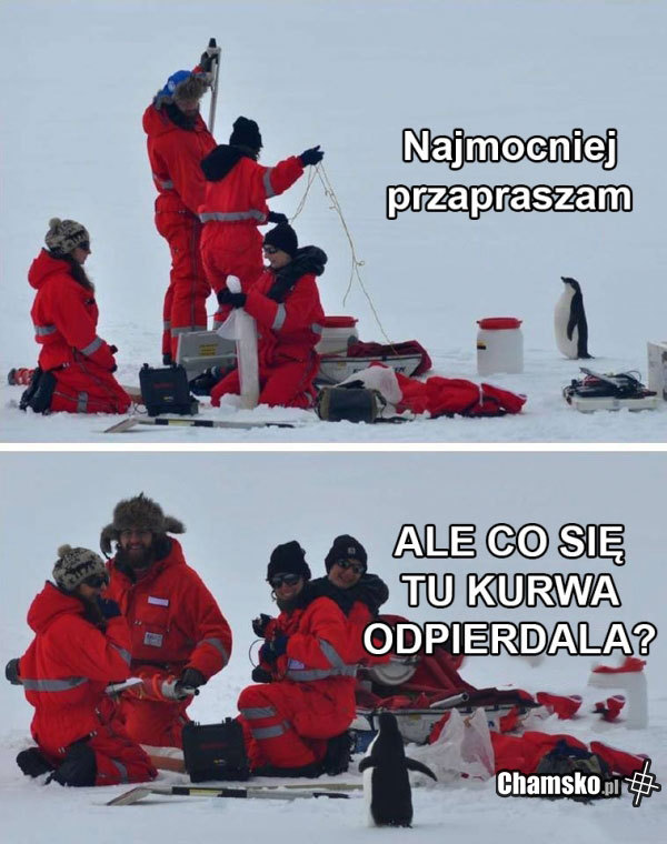 Szalony pingwin