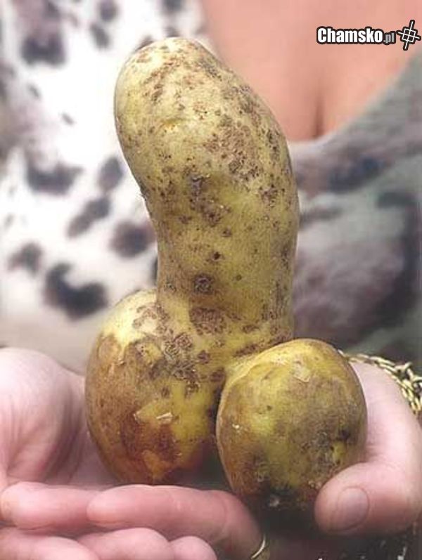 ziemniaczek
