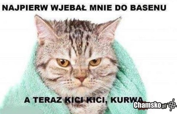kici kici