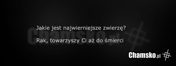 Najwierniejsze zwierze