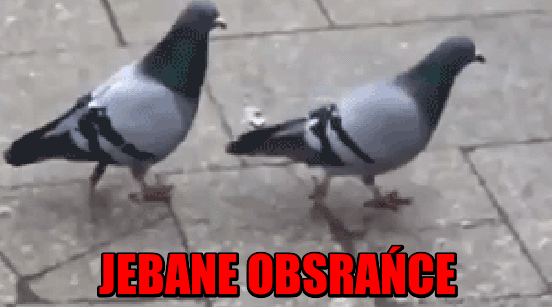 Gołębie