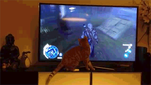kot w tv
