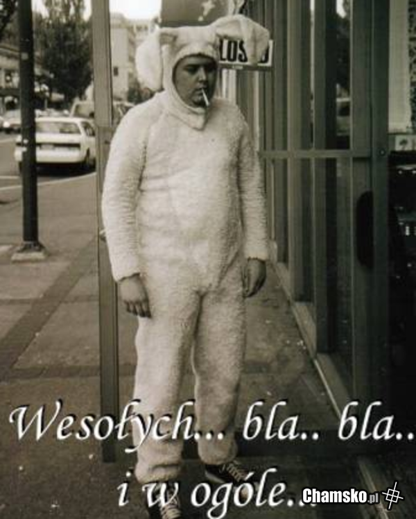 Króliczek chamsko.pl
