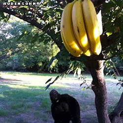 Jep banana