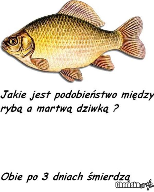 Ryba - martwa dziwka
