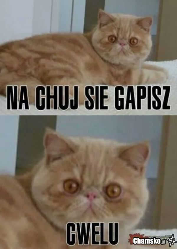 kot morderca