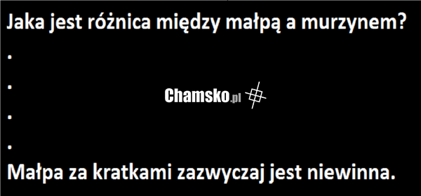 Małpa za kratami