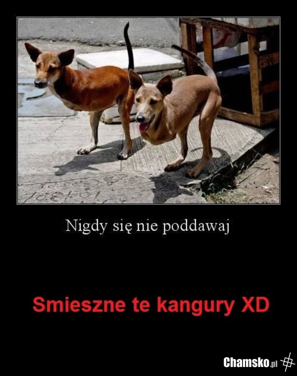 BEZ KITU XD