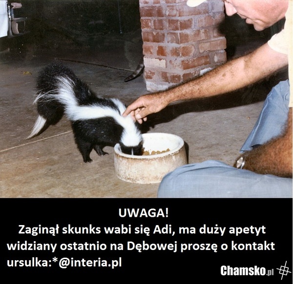 Poszukiwany