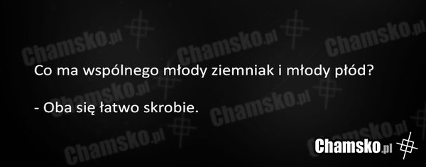 Chamska zagadka