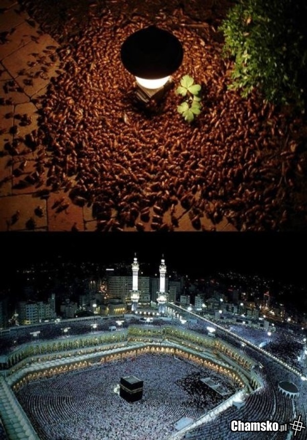 arabuchy