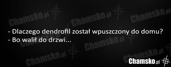 Dendrofil w domu