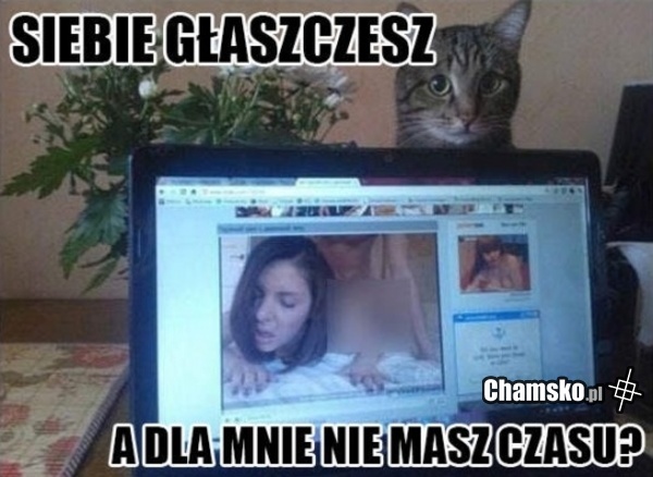 Biedny kotek