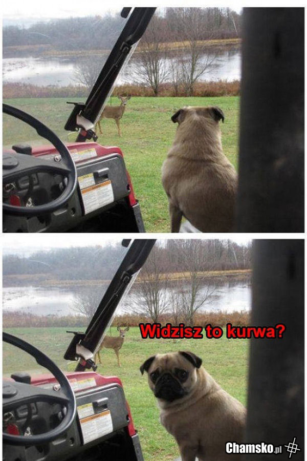 Widzisz to?