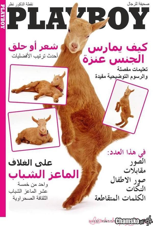 Arabski Playboy...