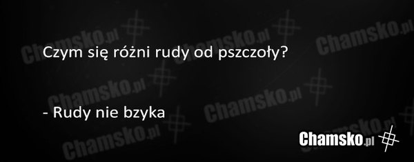 Rudy i pszczoła