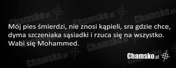 Głupi pies