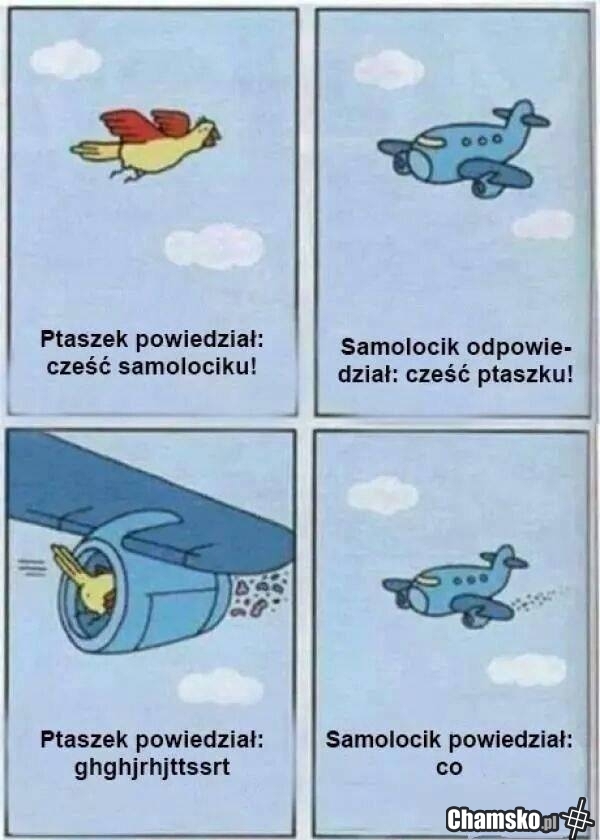 Ptaszek i samolocik
