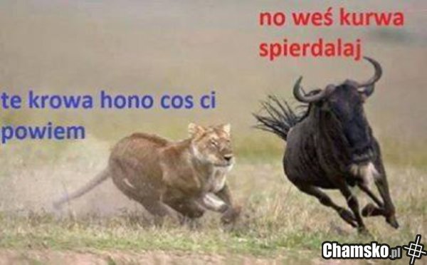Hej krowo!