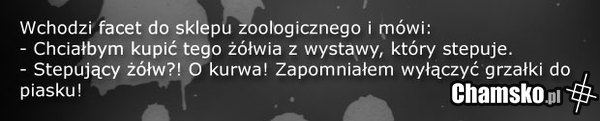 Stepujący żółw