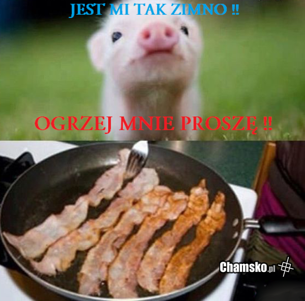 Świnka