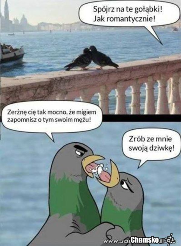 Gołąbki