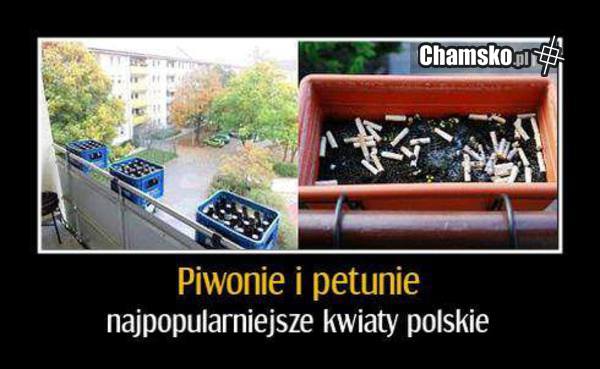kwiaty polskie