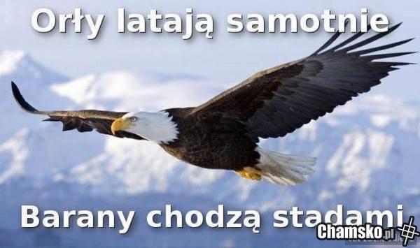 a śnięte ryby płyną z nurtem