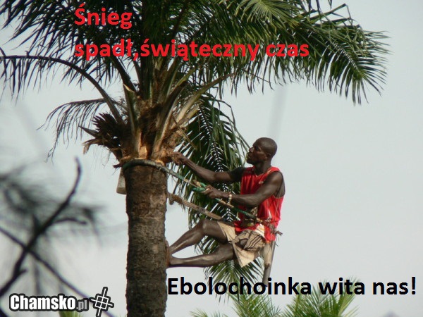 Ebolochoinka