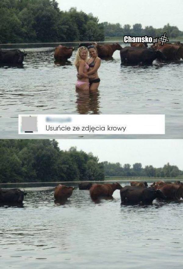 usuńcie krowy......