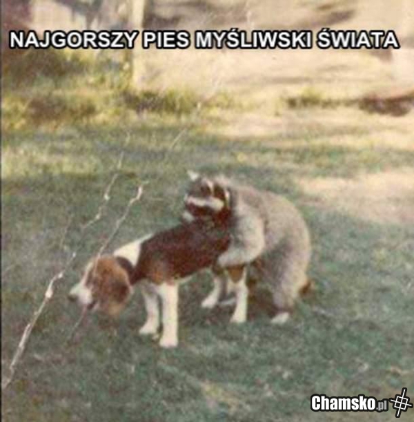Najgorszy pies myśliwski