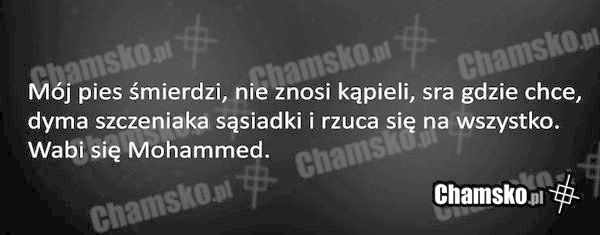 Głupi pies