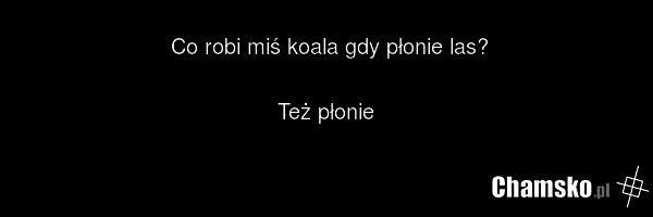 Co robi miś koala gdy płonie las? Też płonie