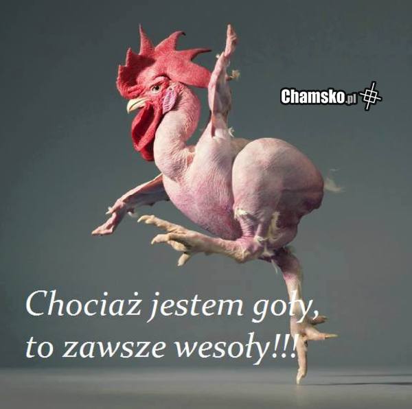 -GOŁY ALE WESOŁY......