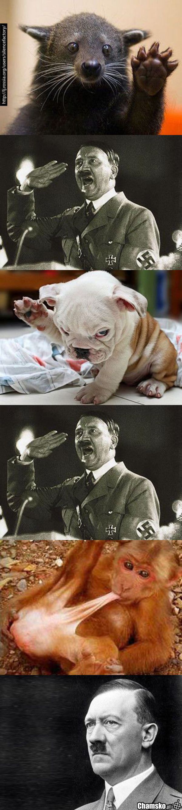 Hitler i zwierzęta