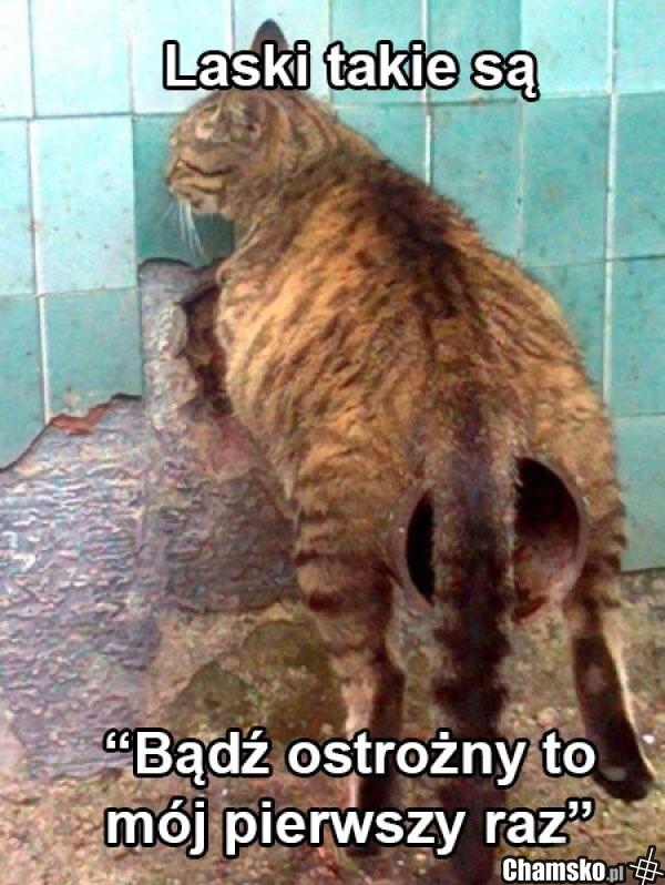 Laski takie są