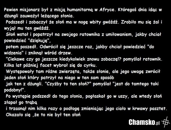 (Odświeżam) Słoń